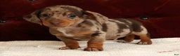 Miniature Dachshund dogs for sale: Kendrix - Ad 9