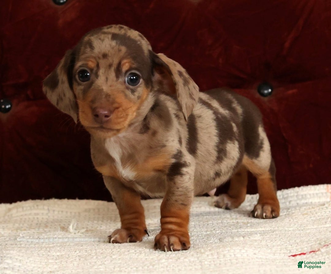 Miniature Dachshund dogs for sale: Kendrix - Ad 9