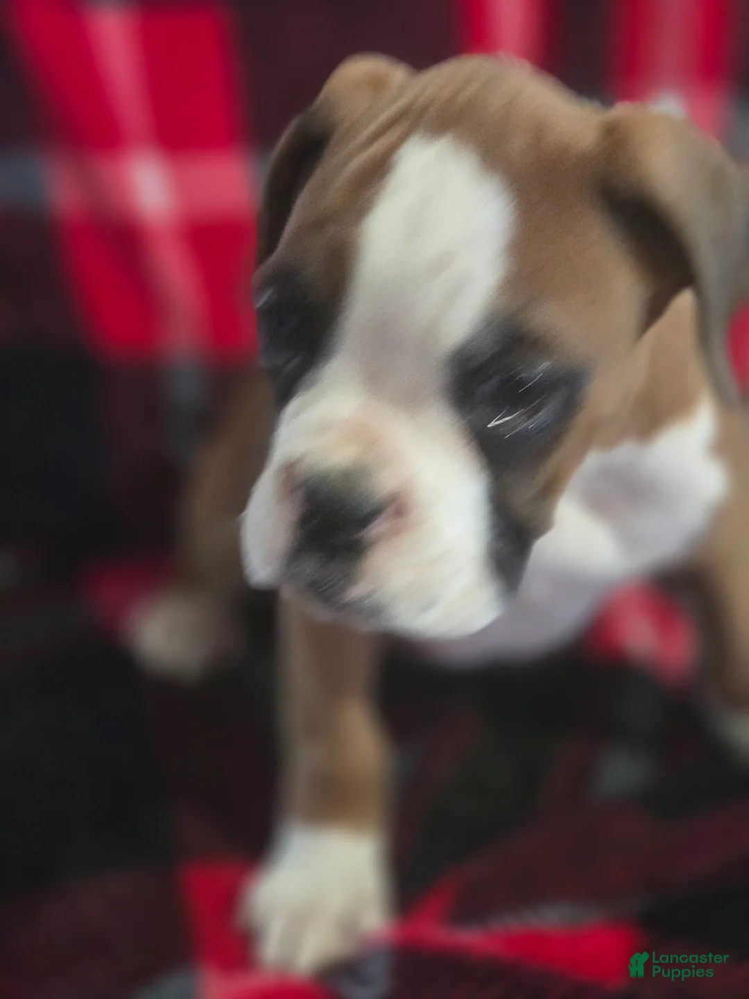 Boxer dogs for sale: Buddy - Ad 9