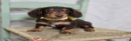 Miniature Dachshund dogs for sale: Tulip - Ad 1