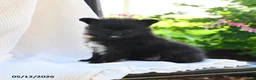 Pomeranian dogs for sale: Flit - Ad 1