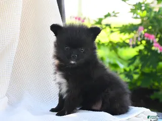 Pomeranian dogs for sale: Flit - Ad 1