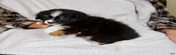Mini Bernedoodle dogs for sale: Princess - Ad 5