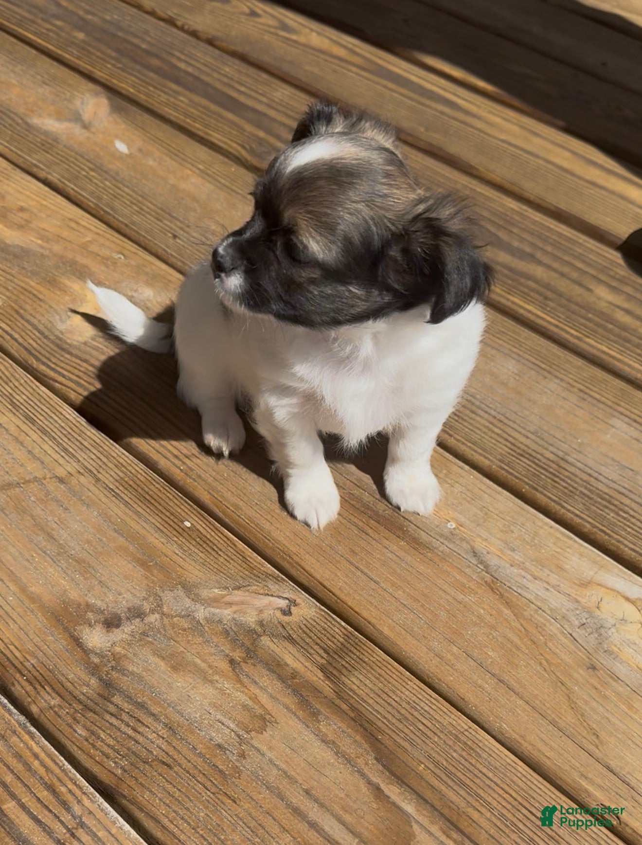 Chihuahua dogs Chihuahua Puppy 1 Long haired Male  - Ad 8