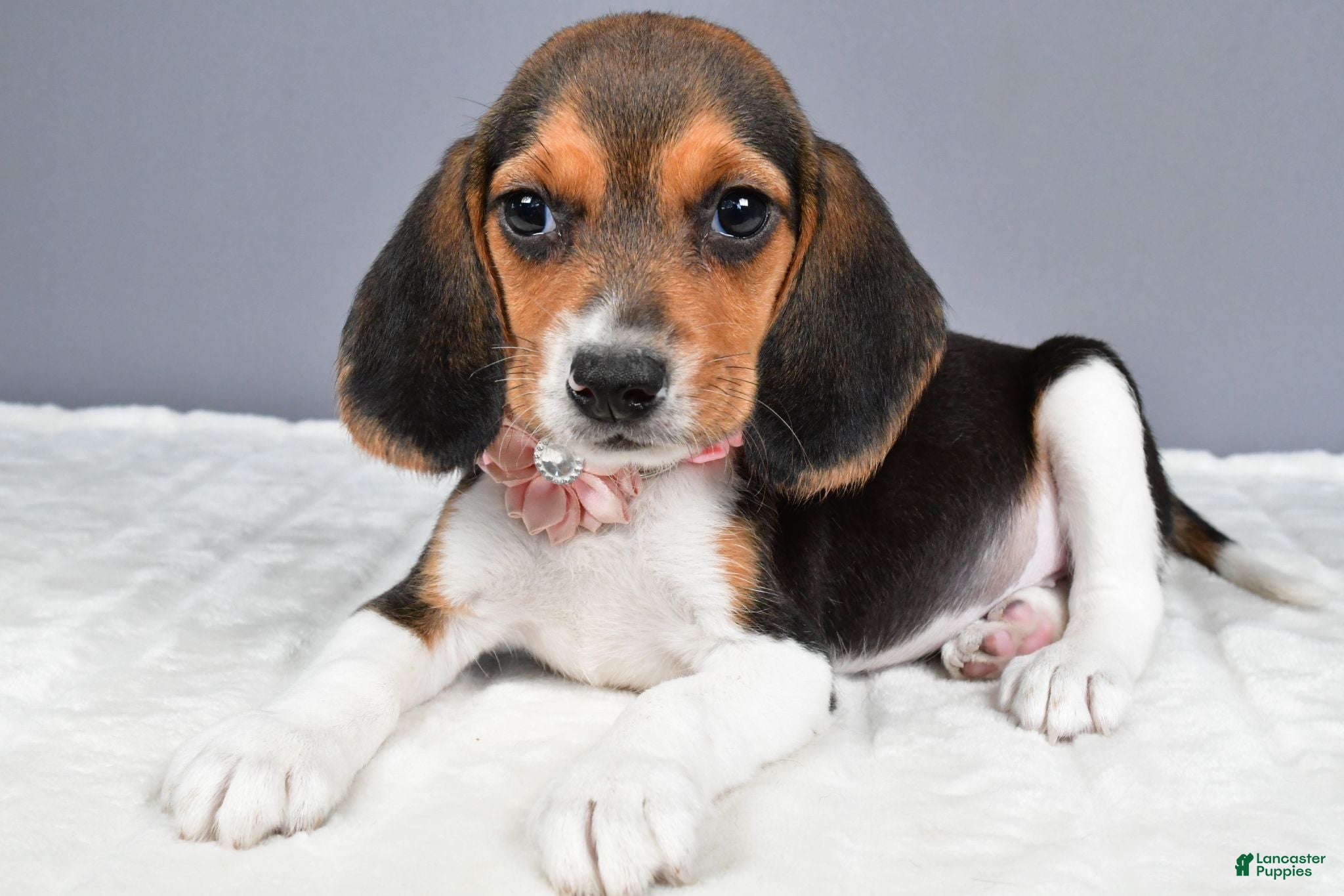 Beagle dogs Ollie - Ad 2