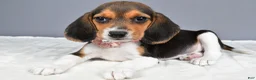 Beagle dogs for sale: Ollie - Ad 2