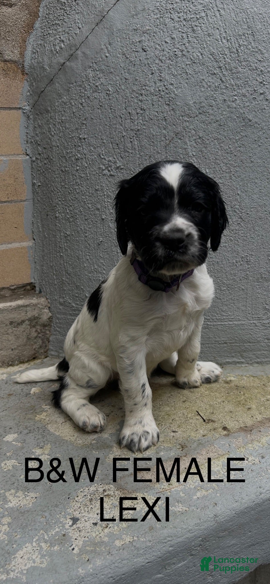 English Springer Spaniel dogs English Springer Spaniel 3 - Ad 2