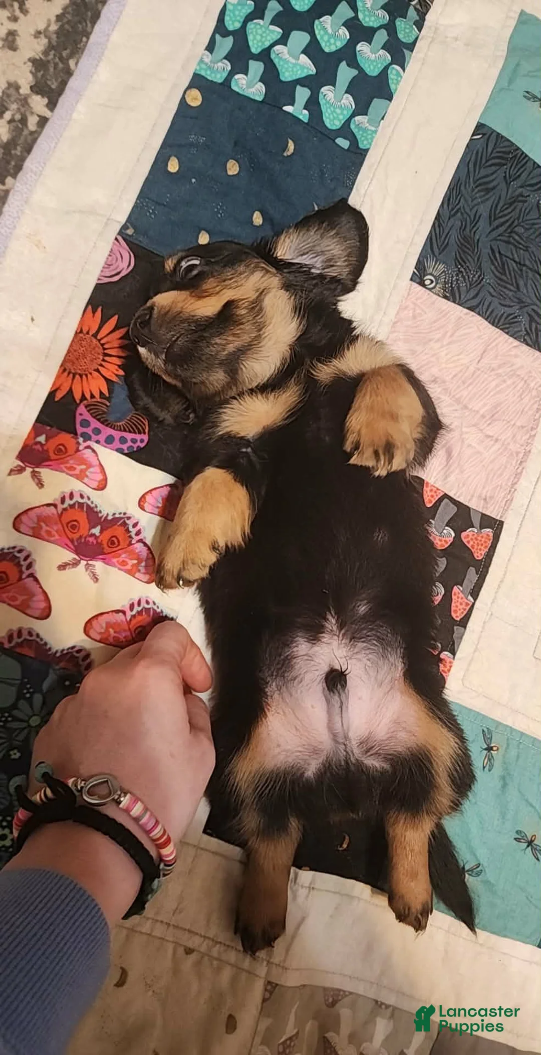 Dachshund dogs for sale: Rome - Ad 3