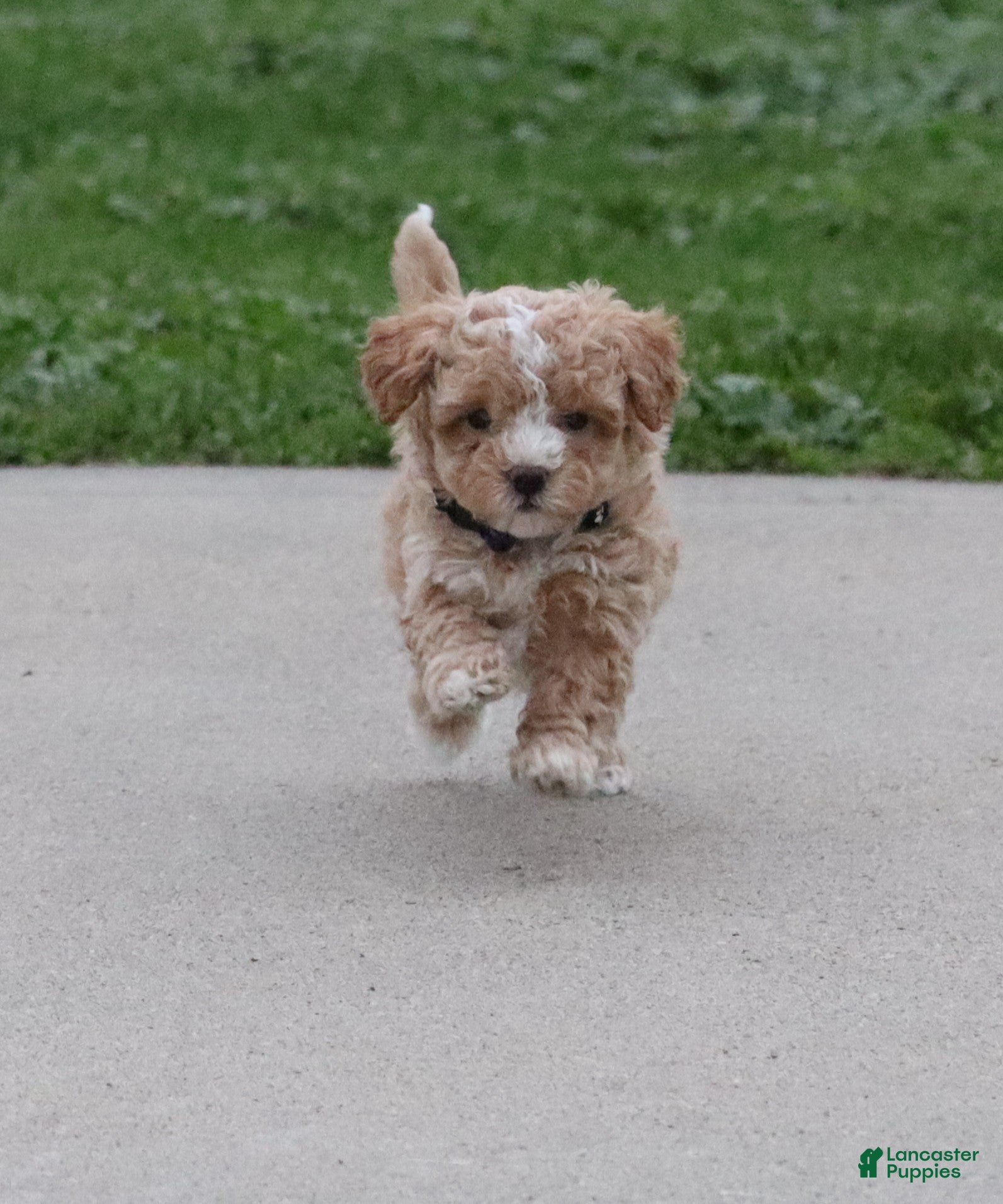 Havapoo dogs Zoey 🌷 Toy/Minature - Ad 1