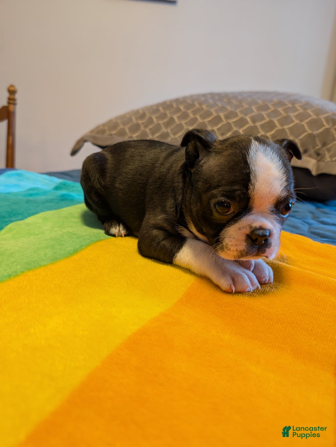 Frenchton dogs for sale: Patty - Ad 5