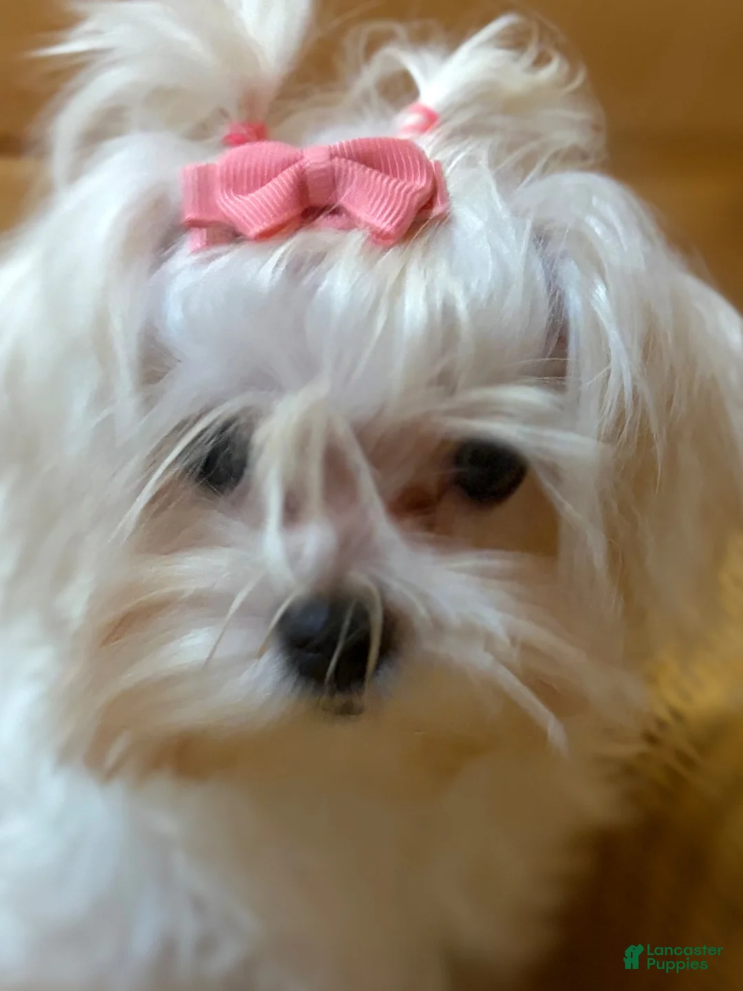 Maltese dogs for sale: Maltese 1 - Ad 1