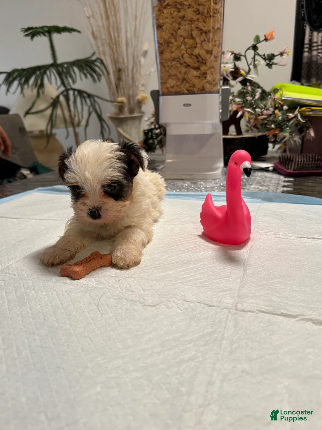 Yorkshire Terrier dogs for sale: Yorkshire Terrier Puppy 2 - Ad 1