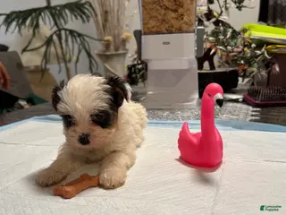 Yorkshire Terrier dogs for sale: Yorkshire Terrier Puppy 2 - Ad 2