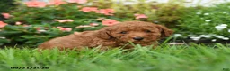 Toy Poodle dogs for sale: Crispy - Ad 3
