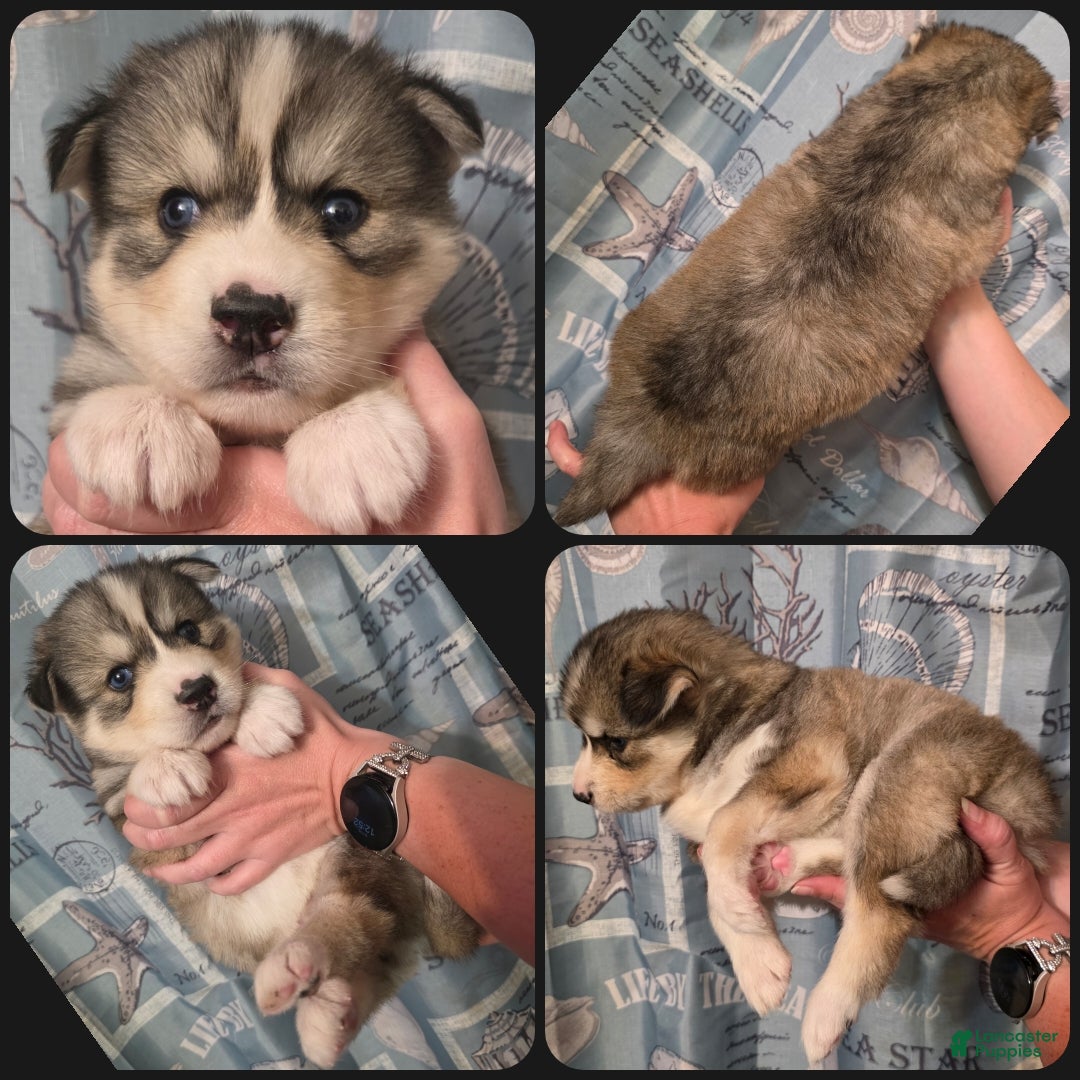 Siberian Husky dogs Black - Ad 18