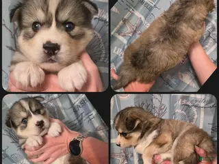 Siberian Husky dogs Black - Ad 18