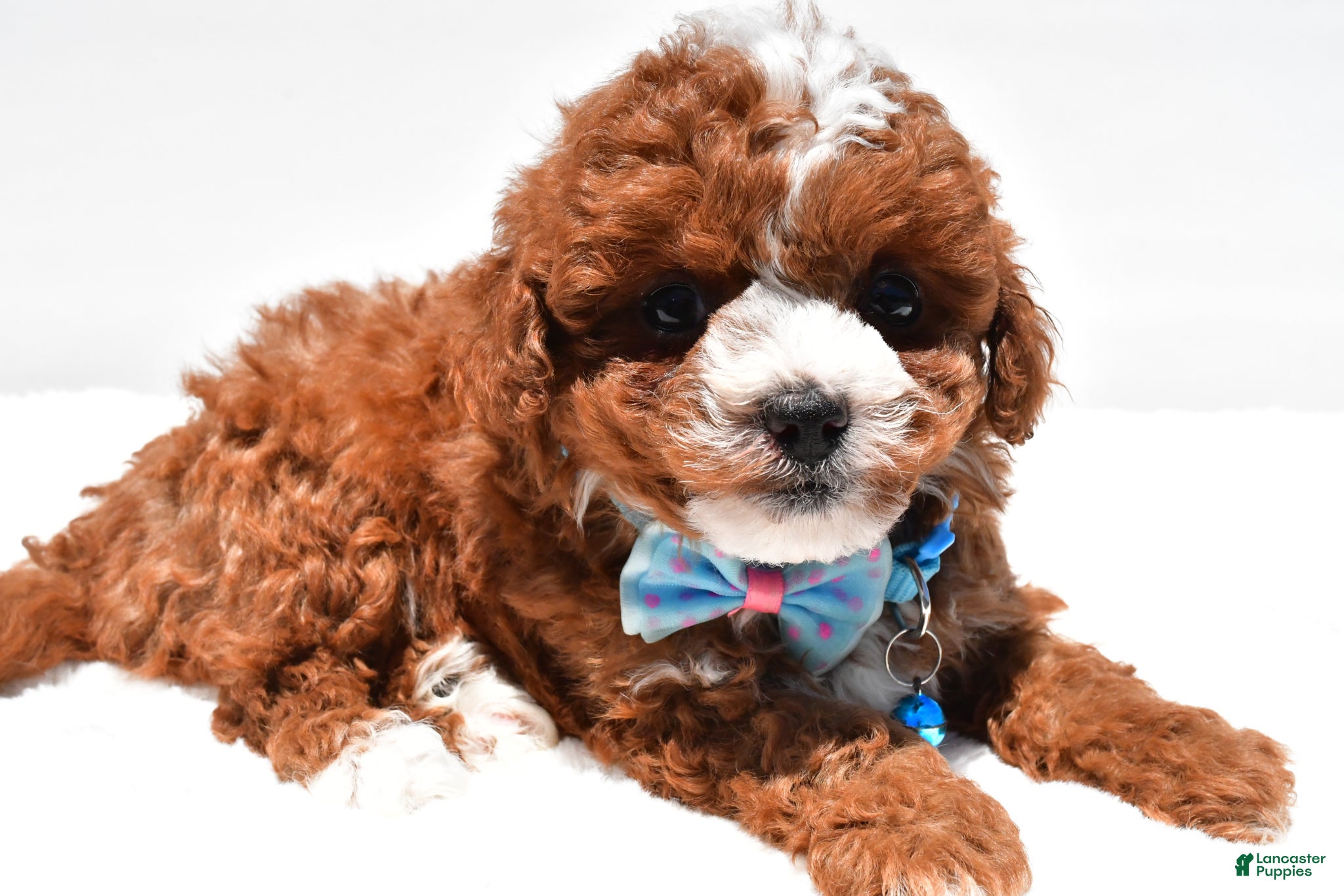 Cavapoo dogs for sale: Sammy f1b - Ad 7