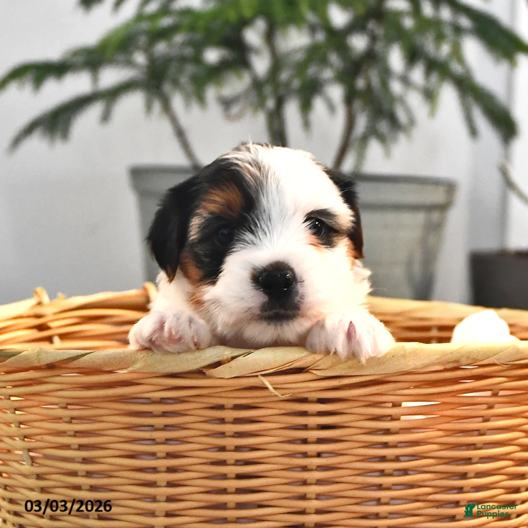 Biewer Terrier dogs for sale: Bella   - Ad 2