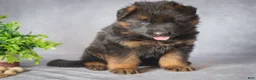 German Shepherd dogs for sale: Daisy - Ad 4