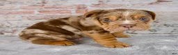 Beabull dogs for sale: Grant - Ad 3