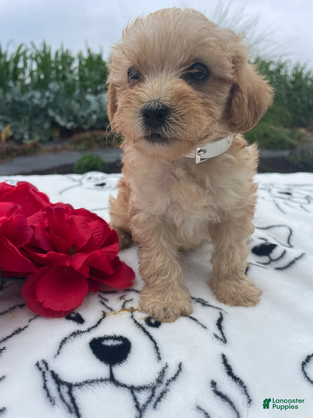 Yorkiepoo dogs for sale: Dexter - Ad 2