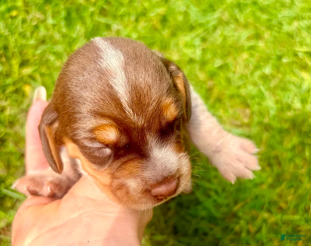 Beagle dogs for sale: Miss pink - Ad 2