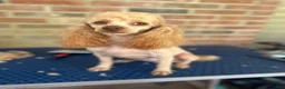 Yorkiepoo dogs for sale: Yorkiepoo 1 - Ad 2