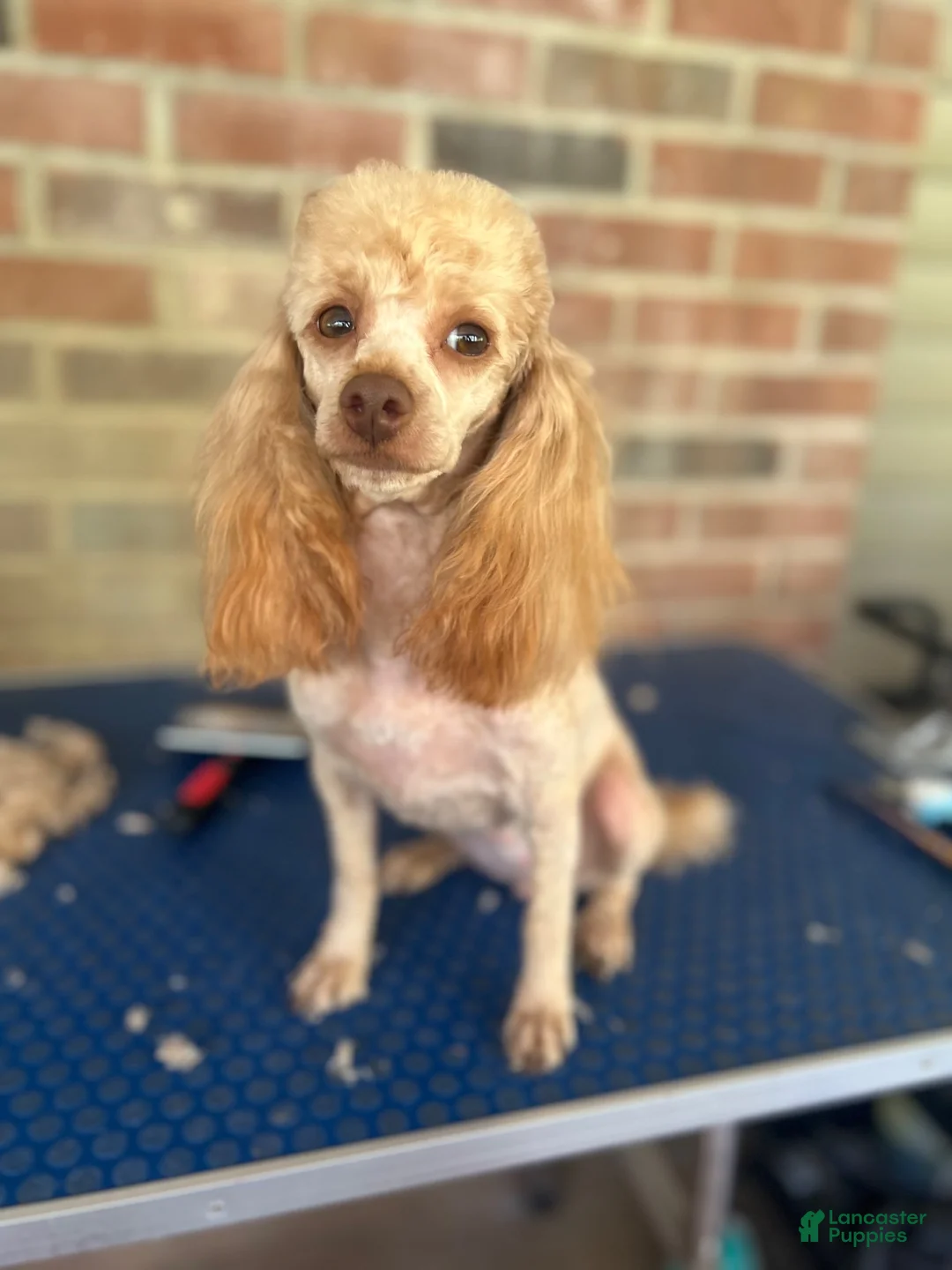 Yorkiepoo dogs for sale: Yorkiepoo 1 - Ad 2