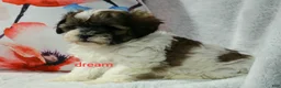 Shihpoo dogs for sale: Lyla - Ad 3