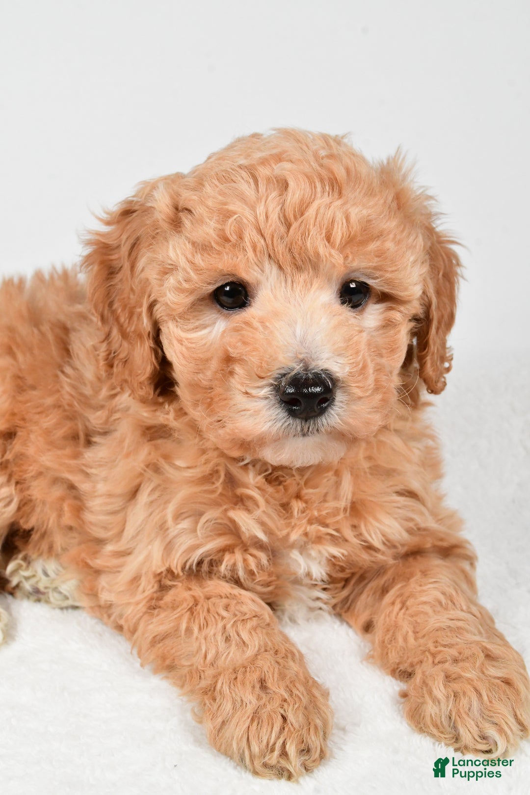 Mini Goldendoodle dogs for sale: Holly - Ad 4