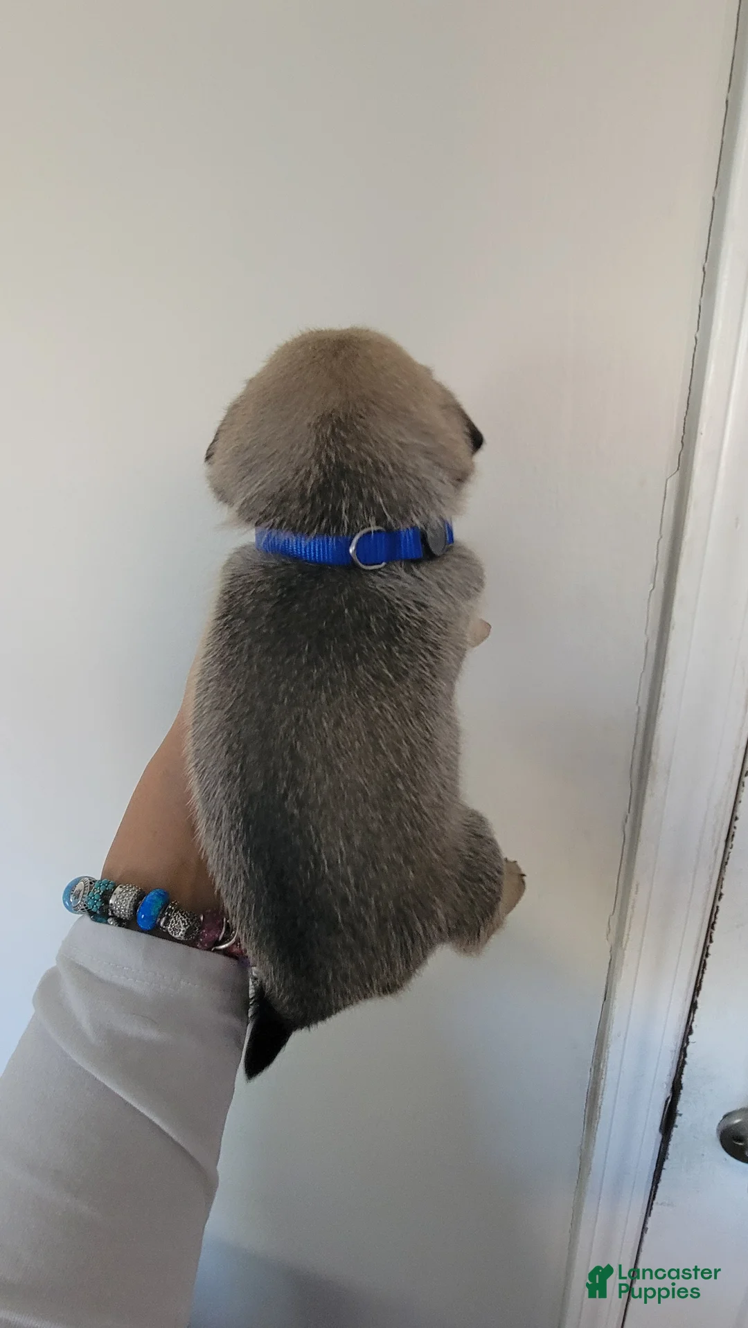 Pug dogs for sale: Blue boy - Ad 2