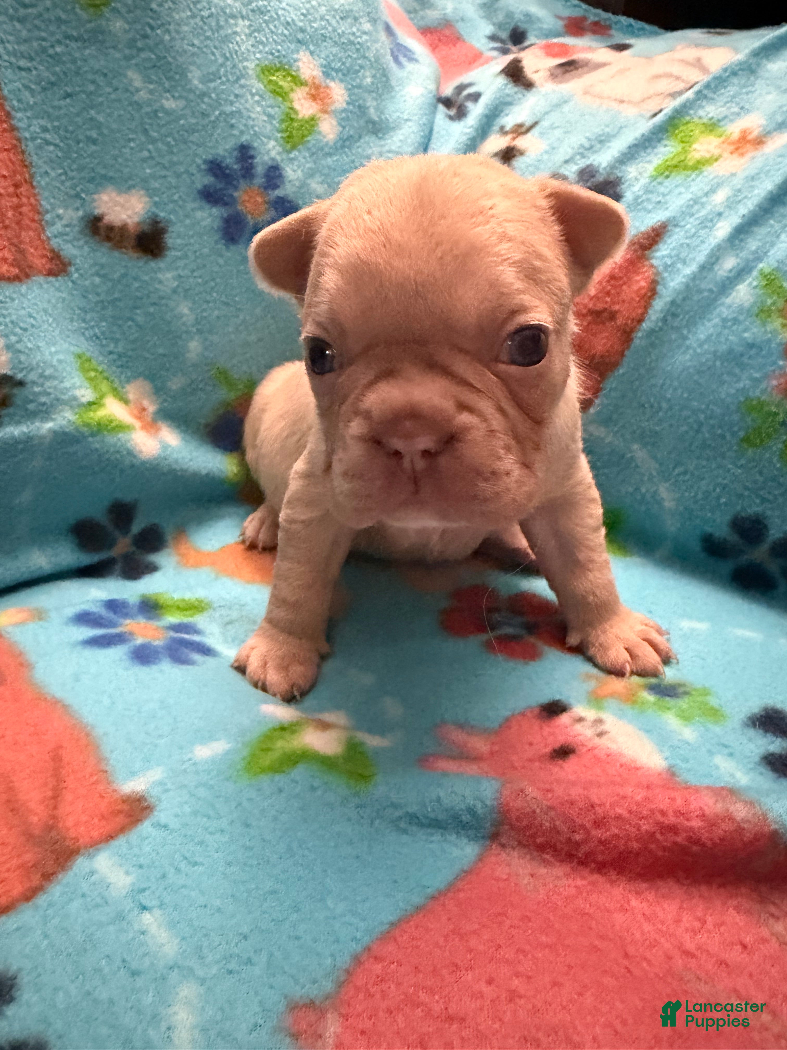 French Bulldog dogs for sale: Cosmo - Ad 1
