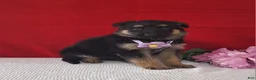 German Shepherd dogs for sale: Lilac - Ad 3