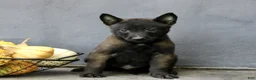 Belgian Malinois dogs for sale: Rocky  - Ad 3