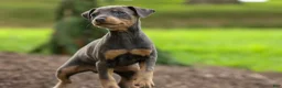 Miniature Pinscher dogs for sale: ABBY - Ad 8