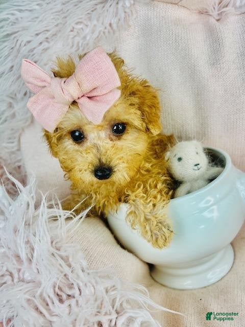 Toy Poodle dogs Toy Poodle Puppy 2 - Ad 8