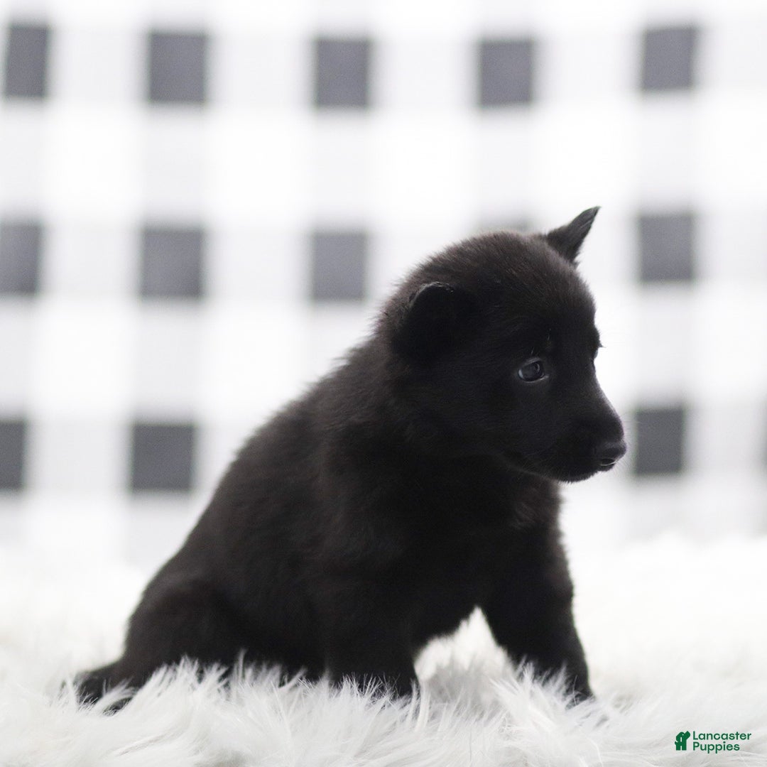 German Shepherd dogs for sale: Fannie - Ad 2