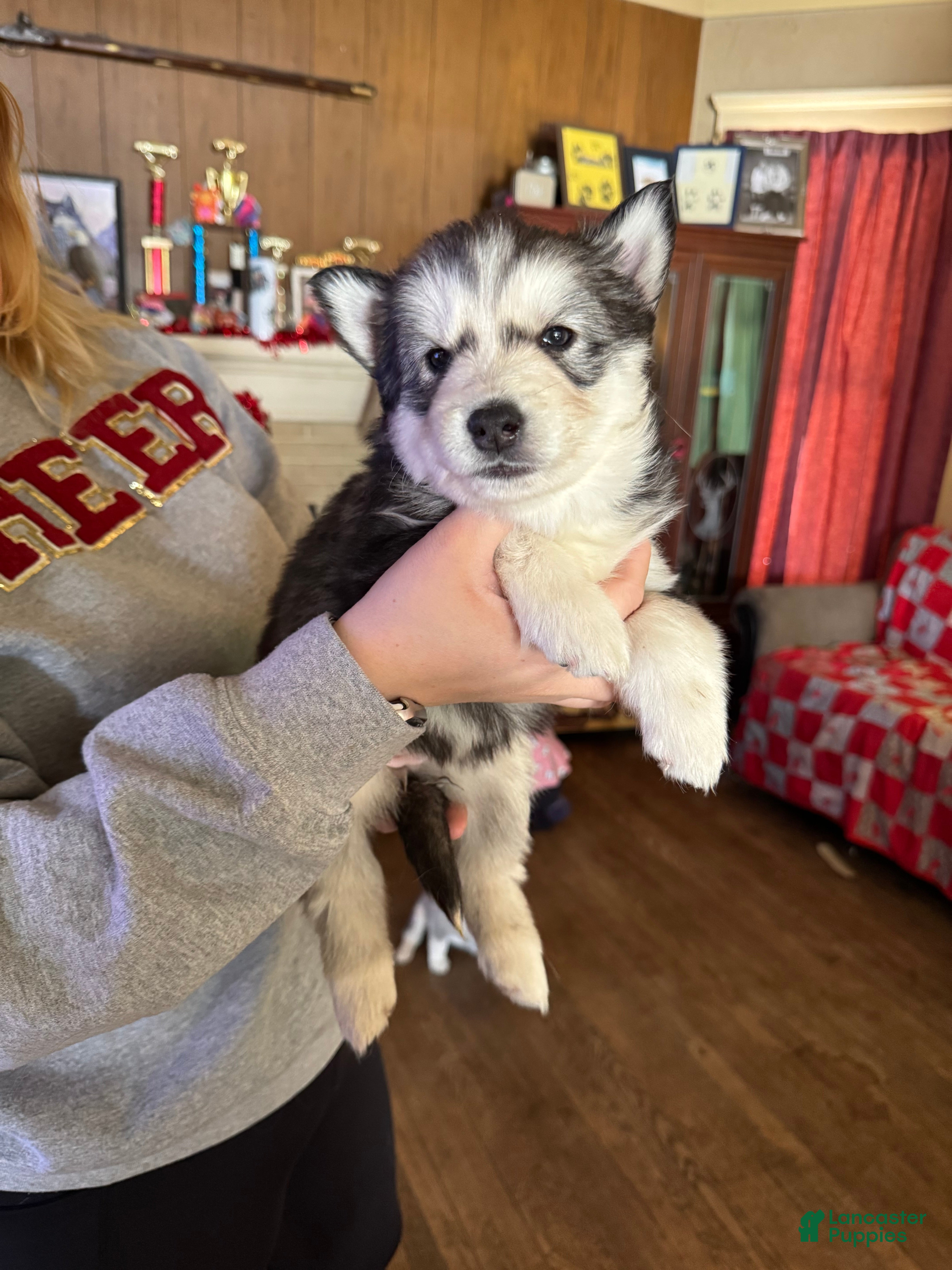 Siberian Husky dogs Tina  - Ad 28