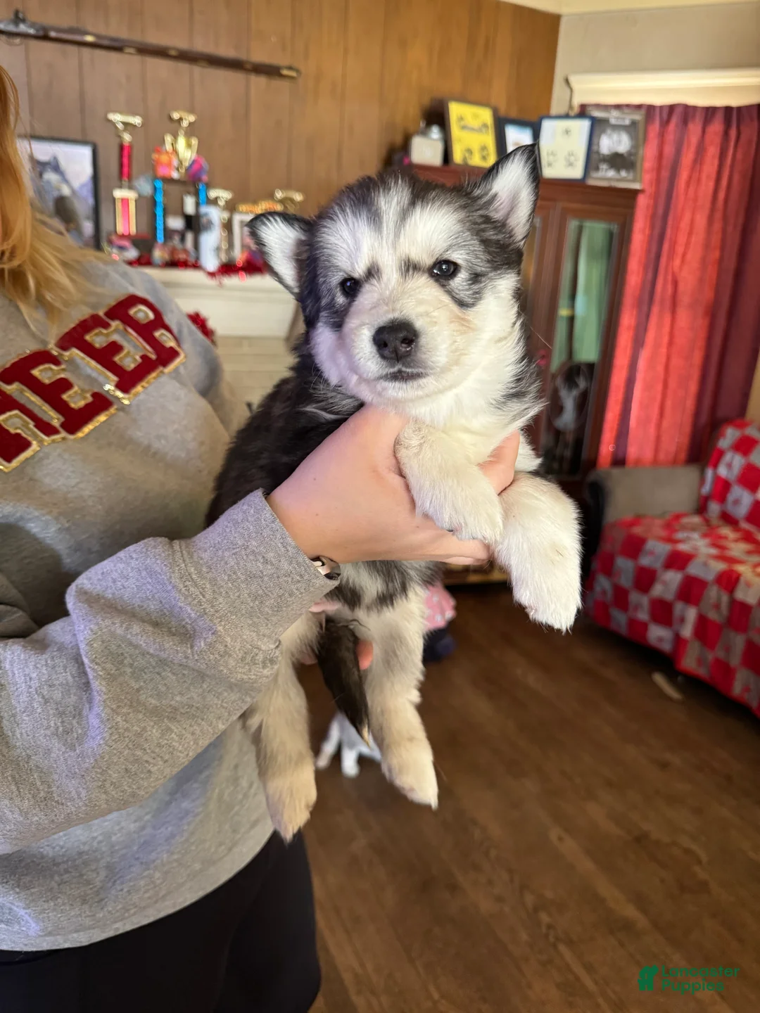 Siberian Husky dogs for sale: Tina  - Ad 1