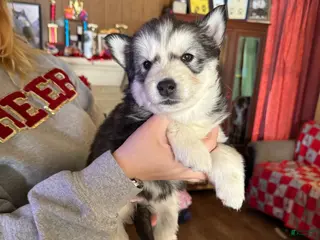 Siberian Husky dogs Tina - Ad 28