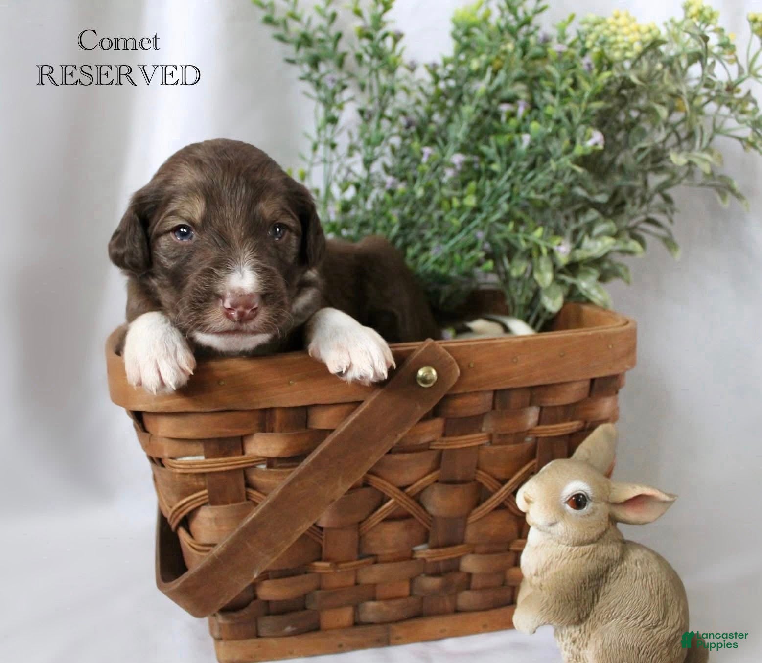 Bordoodle dogs Comet - Ad 16