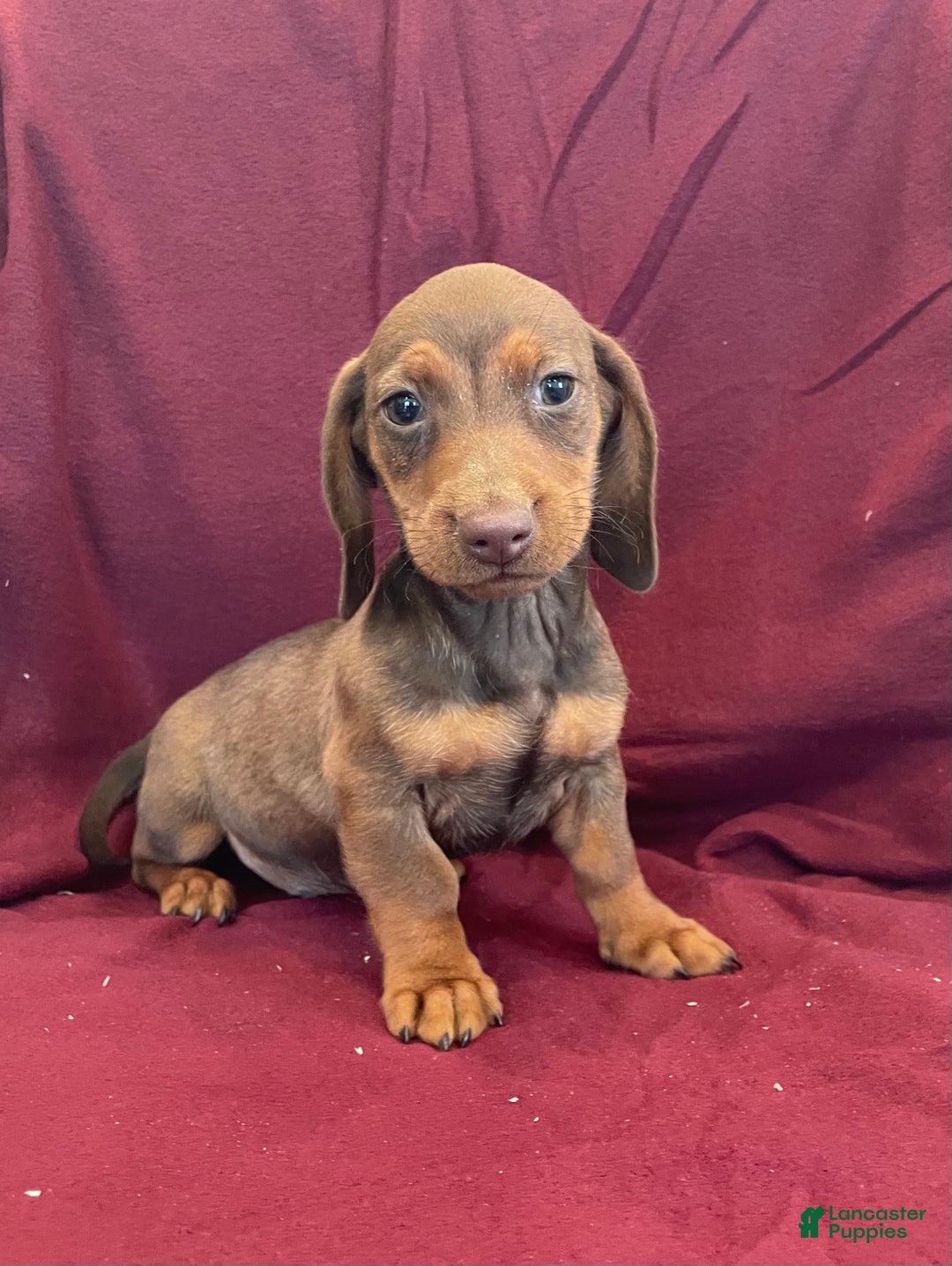 Miniature Dachshund dogs for sale: Davy - Ad 2