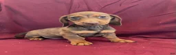 Miniature Dachshund dogs for sale: Davy - Ad 18