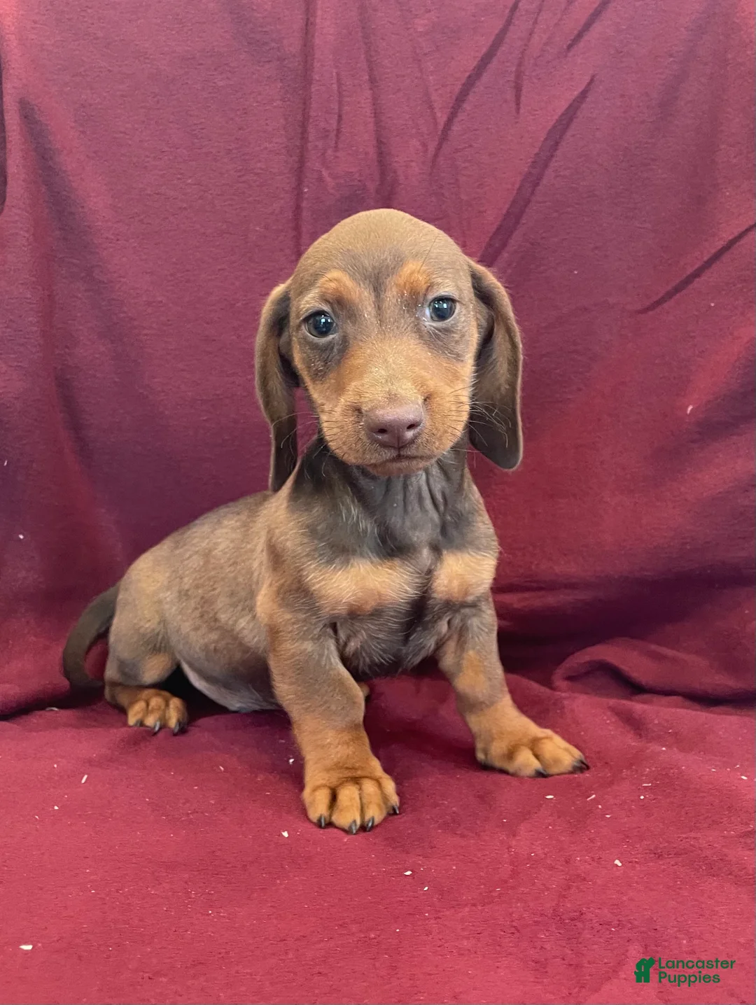 Miniature Dachshund dogs for sale: Davy - Ad 18