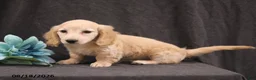 Miniature Dachshund dogs for sale: Quest - Ad 4
