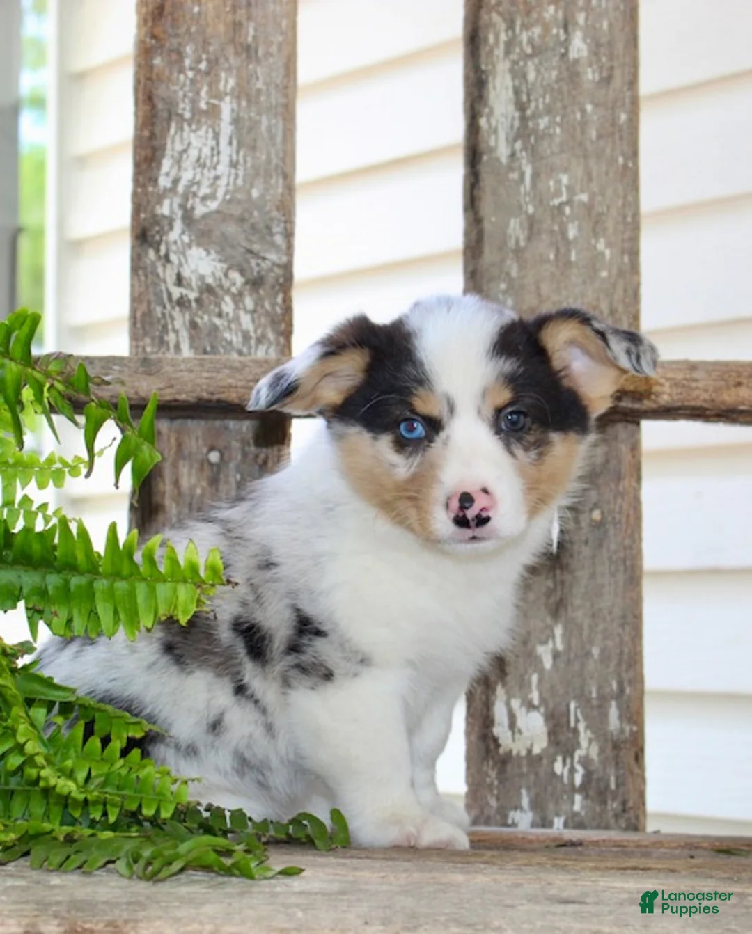 Mixed Breed dogs for sale: Oscar - Ad 2