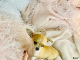 Chihuahua dogs Chihuahua Puppy 1 - Ad 10