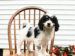 Mini Bernedoodle dogs - Ad 6