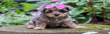 Roxann