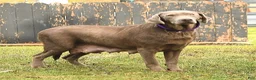 Labrador Retriever dogs for sale: Mango - Ad 6